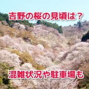 吉野の桜