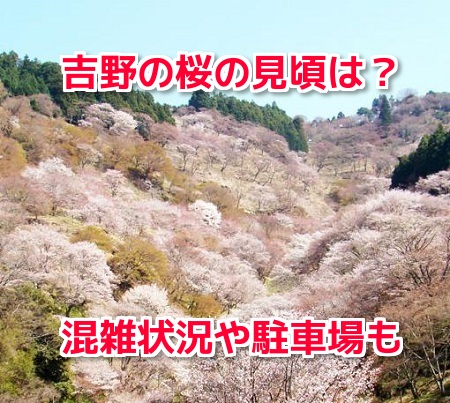 吉野の桜