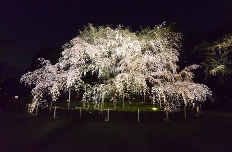 桜　おすすめスポット六義園