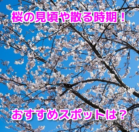 桜開花予想