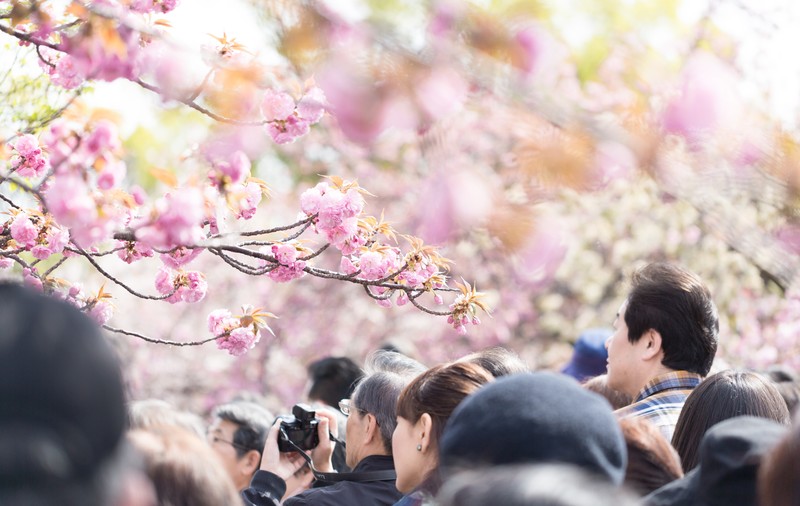 花見2019関東の穴場や人気スポット