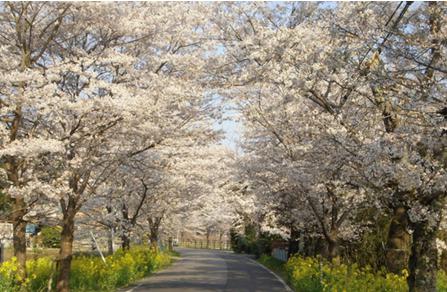 花見2019関東の穴場や人気スポット10