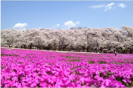 花見2019関東の穴場や人気スポット11