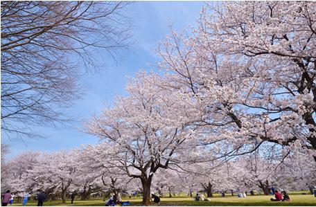 花見2019関東の穴場や人気スポット12