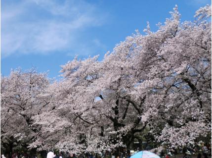 花見2019関東の穴場や人気スポット13