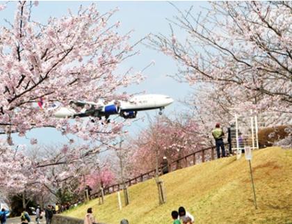 花見2019関東の穴場や人気スポット15