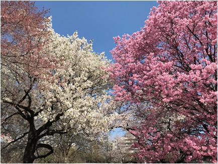 花見2019関東の穴場や人気スポット3