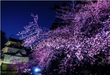 花見2019関東の穴場や人気スポット6