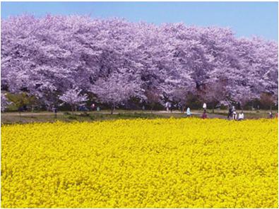 花見2019関東の穴場や人気スポット7