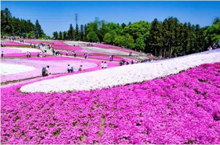 花見2019関東の穴場や人気スポット9